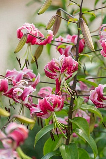 Лилия Блэк Бьюти, 12/14, 1 шт.