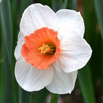 Нарцисс крупноцветковый трубчатый Брук Эйджер, 12/14, 1 шт.