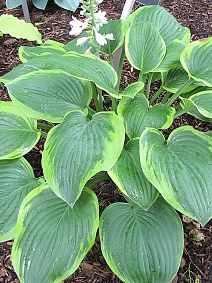 Хоста Майян Мун, 1 шт.