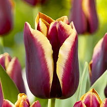 Тюльпан триумф Доберман, 11/12, 1 шт.