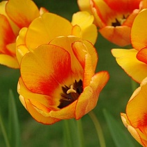 Тюльпан дарвинов гибрид Блашинг Апельдоорн, 1 шт.
