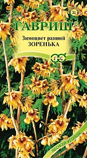 Зимоцвет ранний Зоренька, 3 шт.