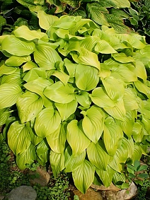 Хоста Банана Кид, 1 шт.