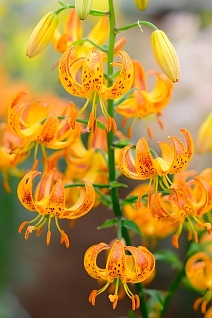 Лилия кудреватая Санни Морнинг, 10/12, 1 шт.