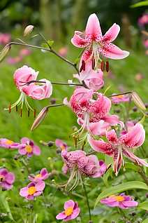 Лилия Рубрум, 12/14, 1 шт.