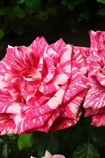 Роза чайно-гибридная Пинк Интуишн/ЦКор