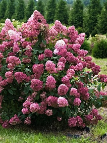 Гортензия метельчатая Даймонд Руж