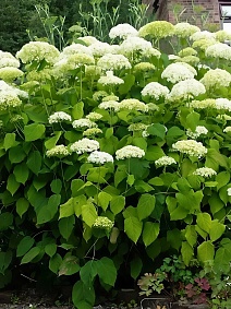 Гортензия древовидная Голден Анабель/ЦКорЛюкс