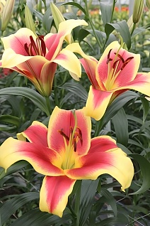 Лилия Флавия, 12/14, ОТ, - 1шт