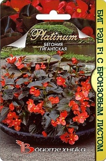 Бегония гигантская Биг Рэд F1 с бронзовым листом, 5шт. Platinum Биотехника