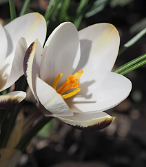 Крокус среднецветковый Панда, 5/7, 1 шт.