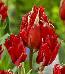 Тюльпан лилиецветный Рэд Спайдер, двойной эффект, 11/12, 1 шт.