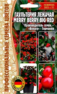 Гаультерия лежачая Merry Berry Big Red, 3 шт.