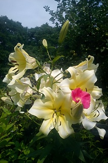 Лилия ОТ-гибрид Биг Бразер, 12/14, 1 шт.