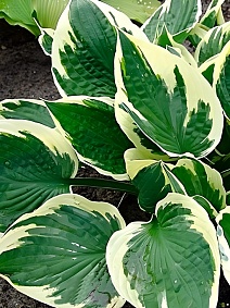 Хоста Карин, 1 шт.
