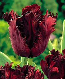 Тюльпан попугайный Блэк Пэррот, 11/12, 1 шт.