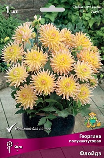 Георгина полукактусовая Флойдз, 1 шт.