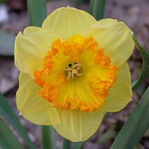 Нарцисс крупноцветковый гофрированный Берлин, 12/14, 1 шт.