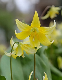 Эритрониум Пагода, 1 шт.