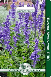 Шалфей мучнистый Блю, 50 шт. Биотехника