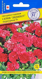 Гвоздика Лилипот Пурпурная, 5 шт. Японская линия