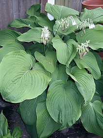 Хоста Юрассик Парк, 1 шт.