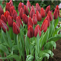 Тюльпан бахромчатый Ньюкасл, 11/12 1 шт.