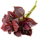 Перилла