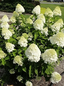 Гортензия метельчатая Литтл Альф/ЦКорЛюкс