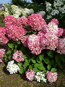Гортензия метельчатая Пинки Промис