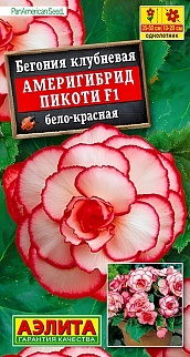 Бегония Америгибрид пикоти F1, бело-красная, 5 шт.