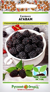 Ежевика Агавам, 22 шт.