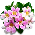 Азарина
