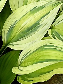 Хоста Капитанс Адвенчур, 1 шт.