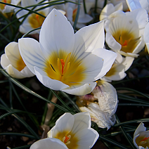 Крокус ботанический Сноубантинг, 5/+, 1 шт.