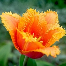 Тюльпан бахромчатый Ламбада, 11/12, 1 шт.