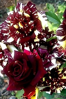 Роза чайно-гибридная Фокус Покус/ЦКор