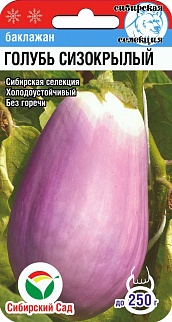 Баклажан Голубь сизокрылый, 20 шт. Сибирский сад.