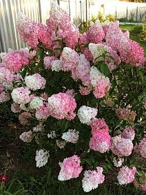 Гортензия метельчатая Строберри Блоссом