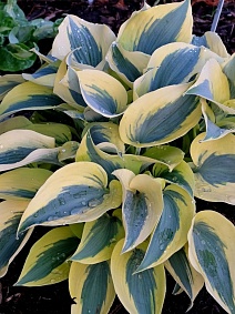 Хоста Бен Верной, 1 шт.