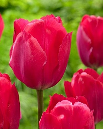 Тюльпан дарвинов гибрид Леди Ван Ейк, 11/12, 1 шт.