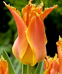 Тюльпан лилиецветный бахромчатый Александра, 1 шт.