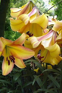 Лилия (для выгонки) Райзинг Мун, 16/18, ОТ, - 1шт