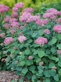 Гортензия древовидная Инвинсибел