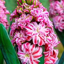 Гиацинт махровый Дабл Эрос, 14/15, 1 шт.