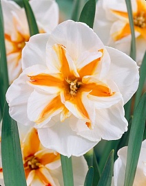 Нарцисс с расщеплённой коронкой Бродвей Стар, 12/14, 1 шт.