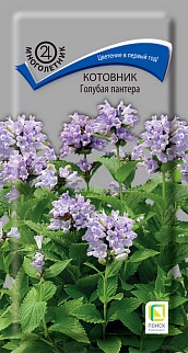 Котовник Голубая пантера, 10 шт.