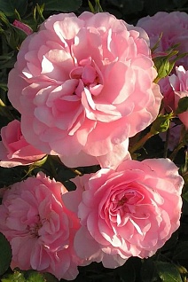 Роза флорибунда Боника