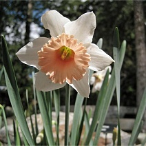 Нарцисс крупноцветковый гофрированный Фейт, 12/14, 1 шт.