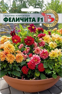 Георгины Феличита F1, 15 шт. Биотехника
